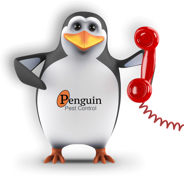 Image of Penguin Pest's penguin holding a telephone
